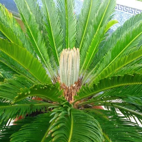 thumbnail for publication: Cycas revoluta, Sago Palm